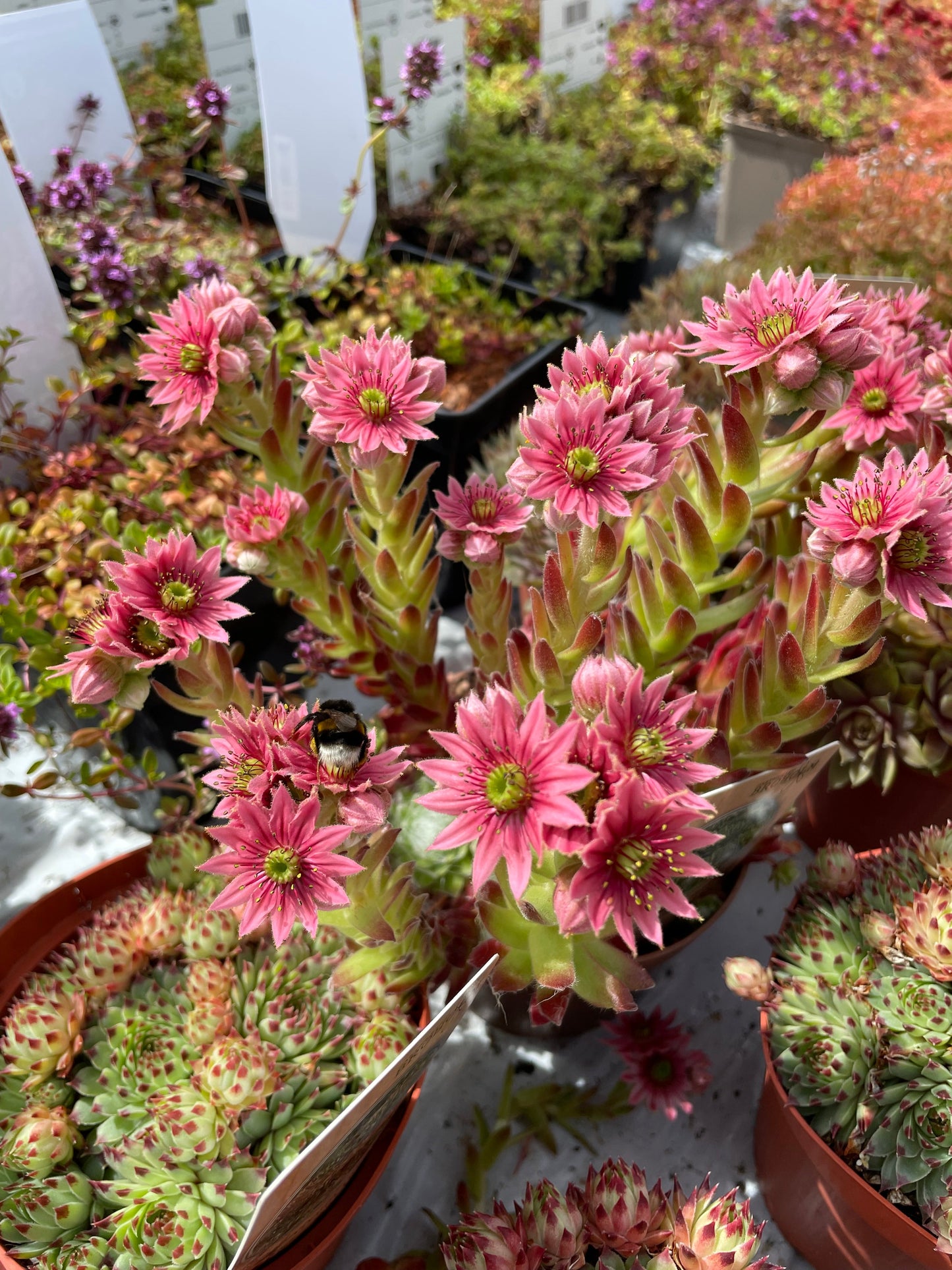 Bilde av Sempervivum arachnoideum-Spanne Plantesalg