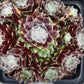 Bilde av Sempervivum arachn. 'Rubrum'-Spanne Plantesalg