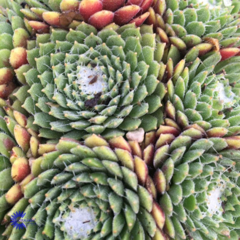 Bilde av Sempervivum arachn. 'Rubrum'-Spanne Plantesalg