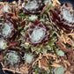 Bilde av Sempervivum arachn. 'Silberring'-Spanne Plantesalg