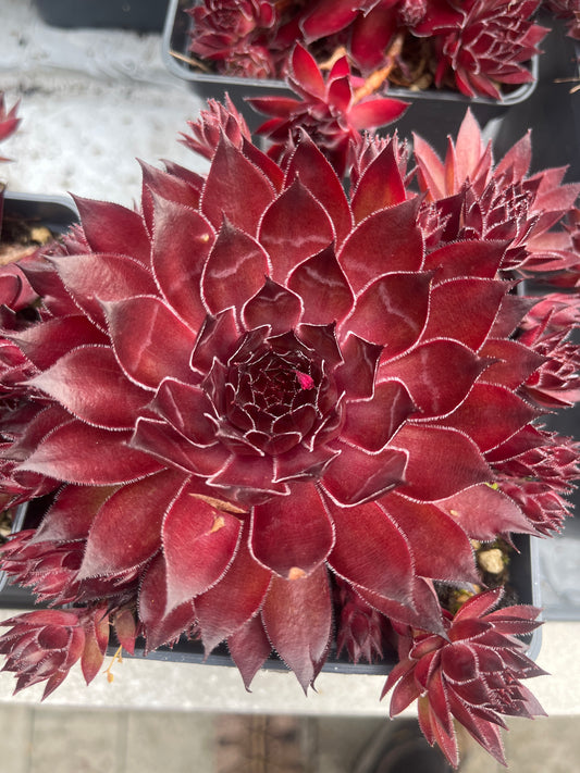 Bilde av sempervivum Butterscotch Baby-Spanne Plantesalg
