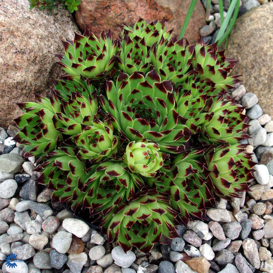 Bilde av Sempervivum calc. 'Mrs Giuseppi'-Spanne Plantesalg