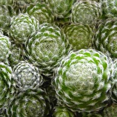 Bilde av Sempervivum ciliosum borisii-Spanne Plantesalg