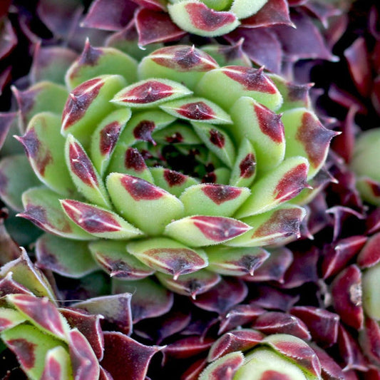 Bilde av Sempervivum c. 'Guillaumes'-Spanne Plantesalg