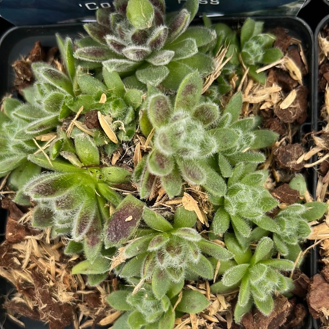 Bilde av Sempervivum 'Coconut Kiss'-Spanne Plantesalg