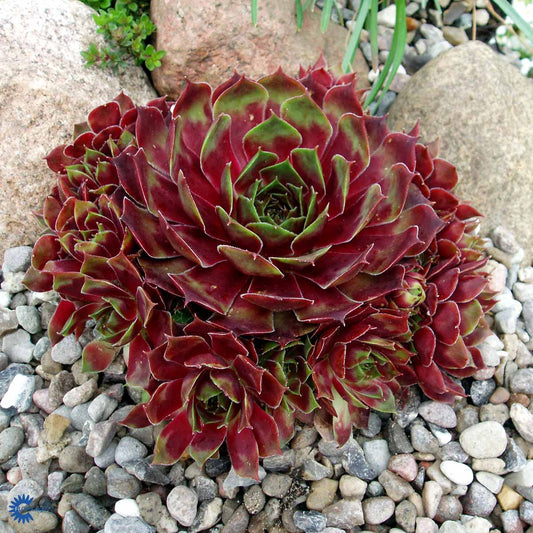 Bilde av Sempervivum Commander XXL-Spanne Plantesalg