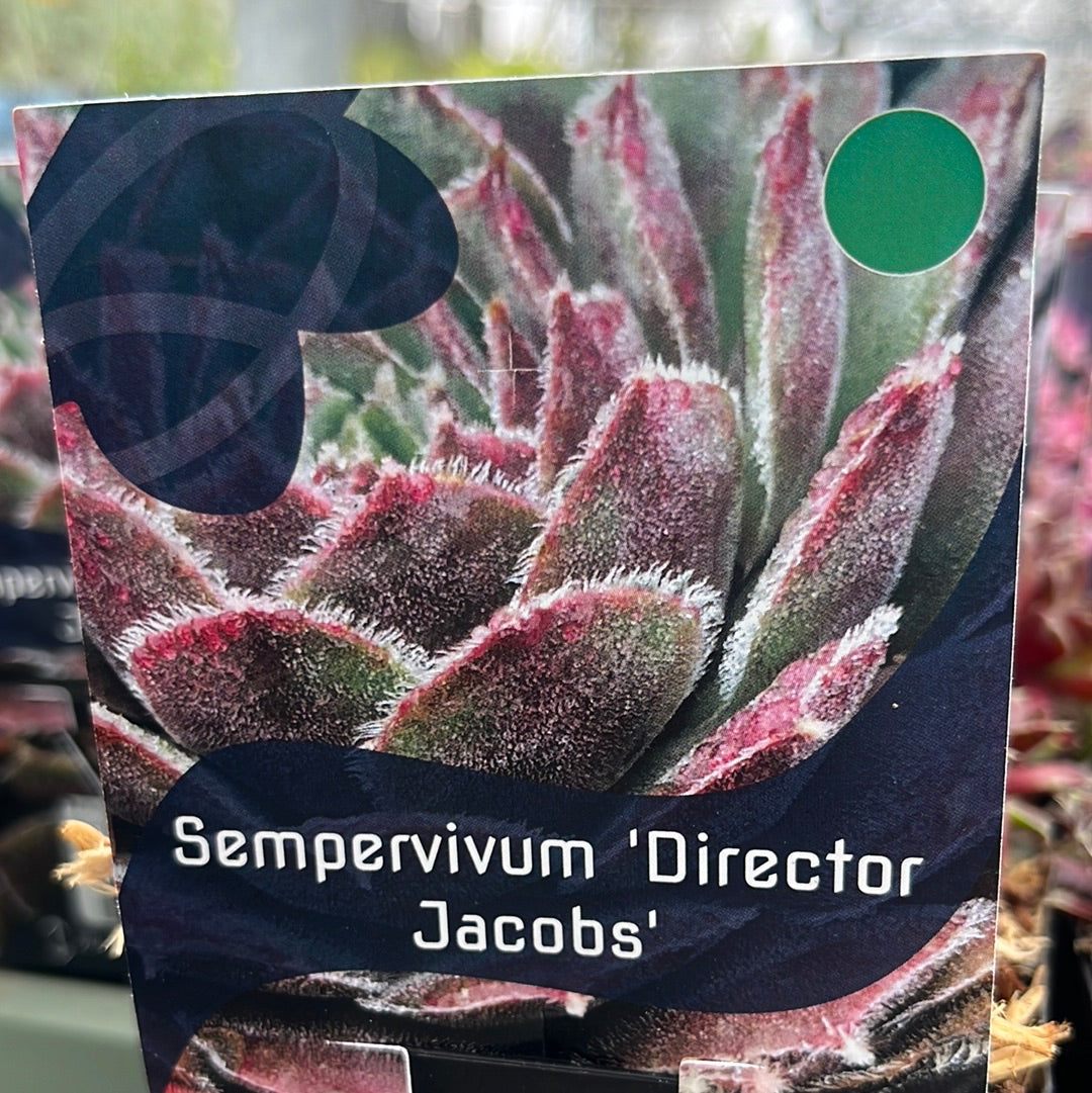 Bilde av Sempervivum 'Director Jacobs'-Spanne Plantesalg