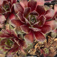 Bilde av Sempervivum 'Director Jacobs'-Spanne Plantesalg