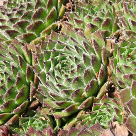 Bilde av Sempervivum giuseppii-Spanne Plantesalg