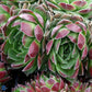 Bilde av Sempervivum grandiflorum-Spanne Plantesalg