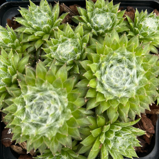 Bilde av Sempervivum 'Koko Flanel'-Spanne Plantesalg