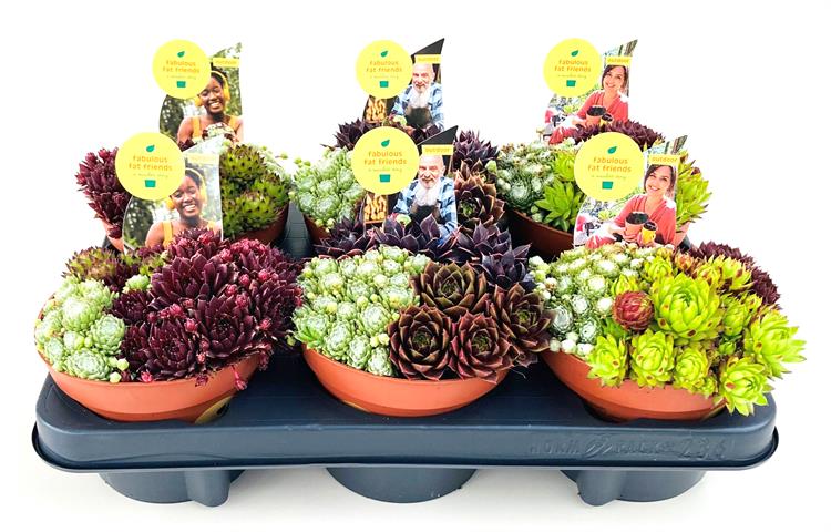 Bilde av SEMPERVIVUM TRIO-Spanne Plantesalg