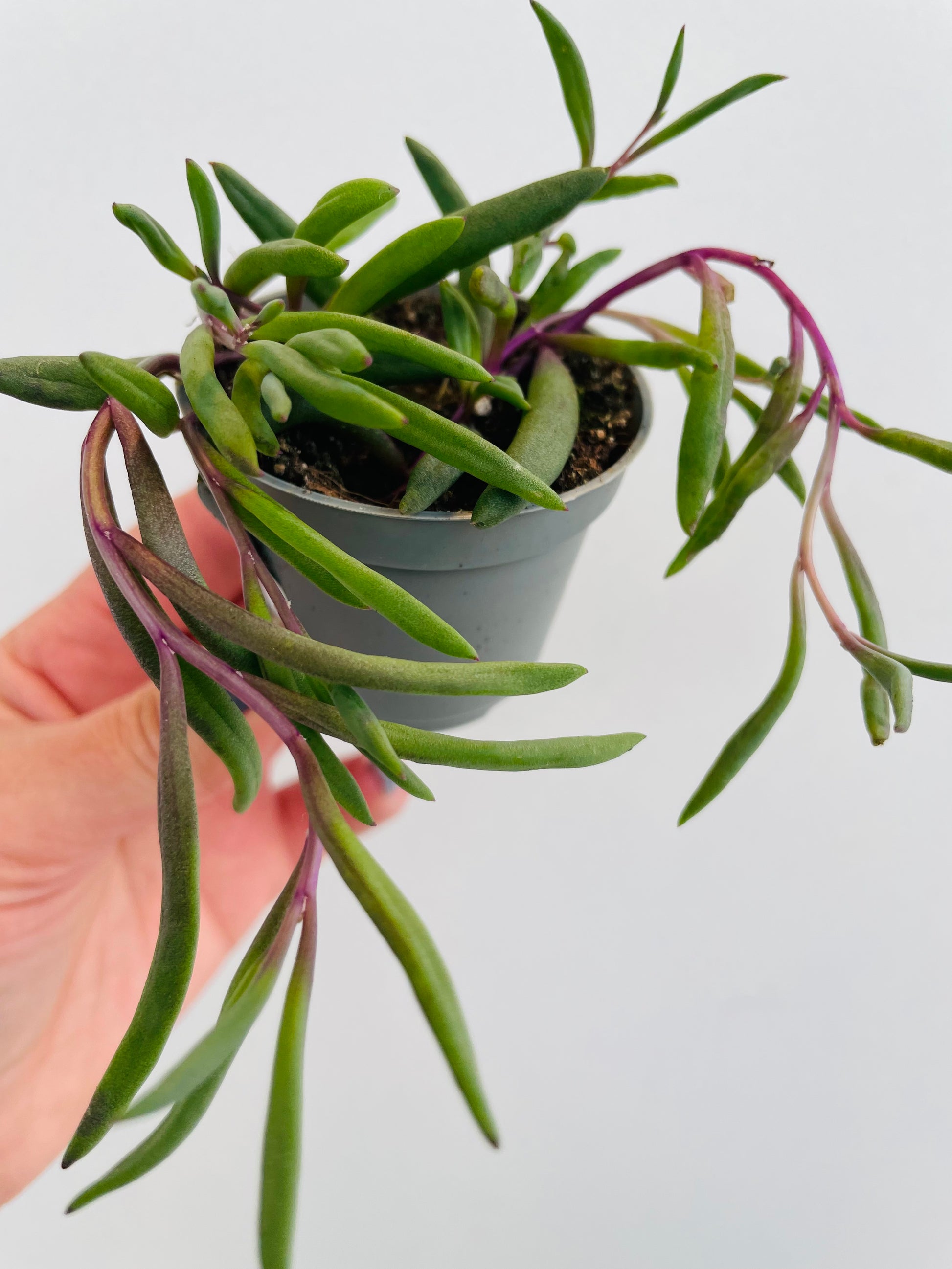 Bilde av Senecio ‘Purple Flush’-Spanne Plantesalg