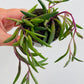 Bilde av Senecio ‘Purple Flush’-Spanne Plantesalg
