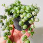 Bilde av Senecio rowleyanus f. variegatus 'String of Pearls`-Spanne Plantesalg