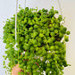 Bilde av Senecio rowleyanus ‘String of Pearls’ 14 cm ampel potte-Spanne Plantesalg