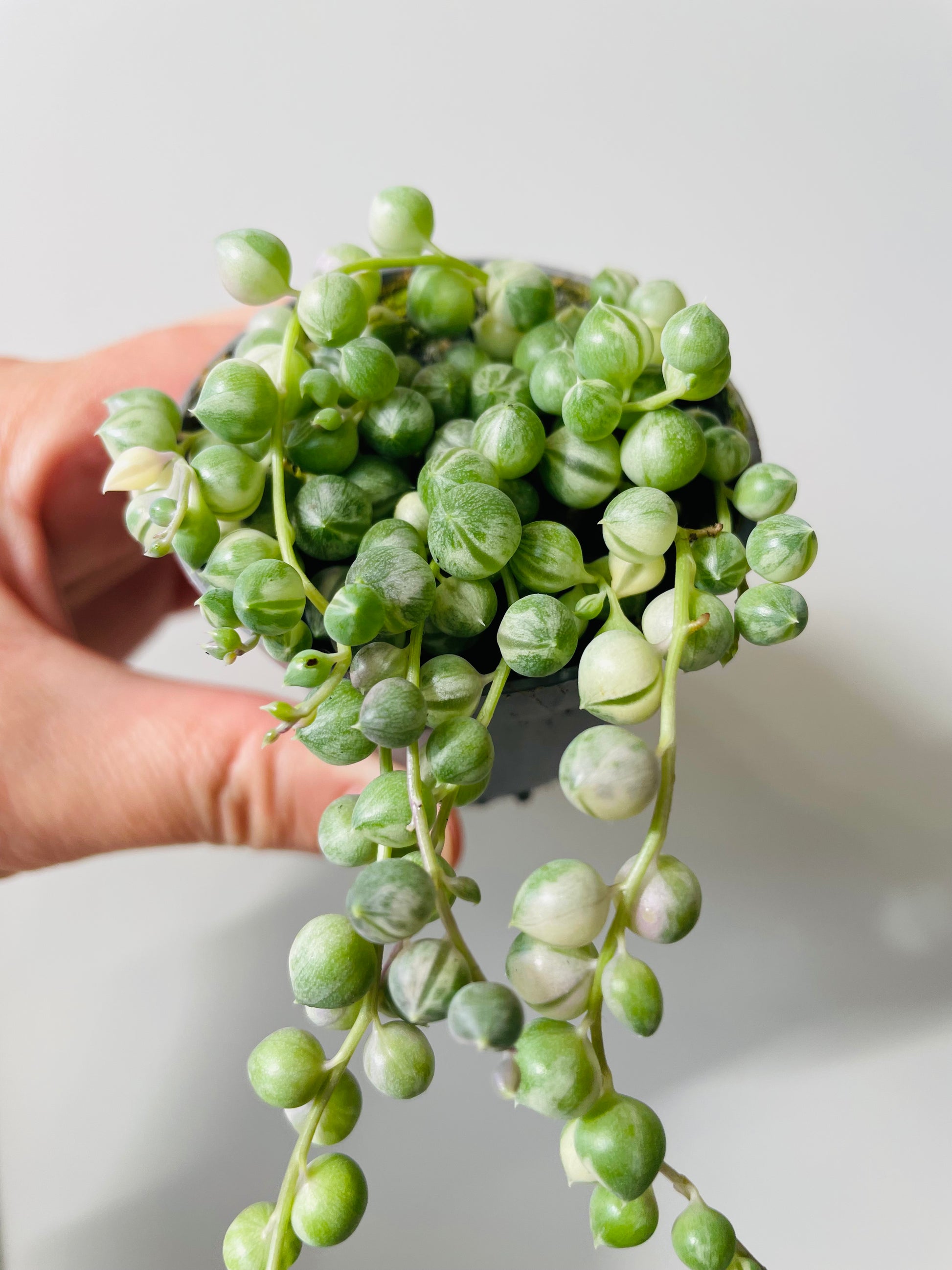 Bilde av Senecio rowleyanus f. variegatus 'String of Pearls`-Spanne Plantesalg
