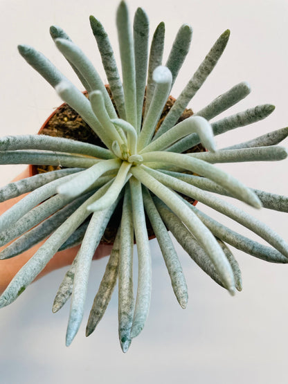 Bilde av Senecio scaposus ‘Silver Coral’-Spanne Plantesalg