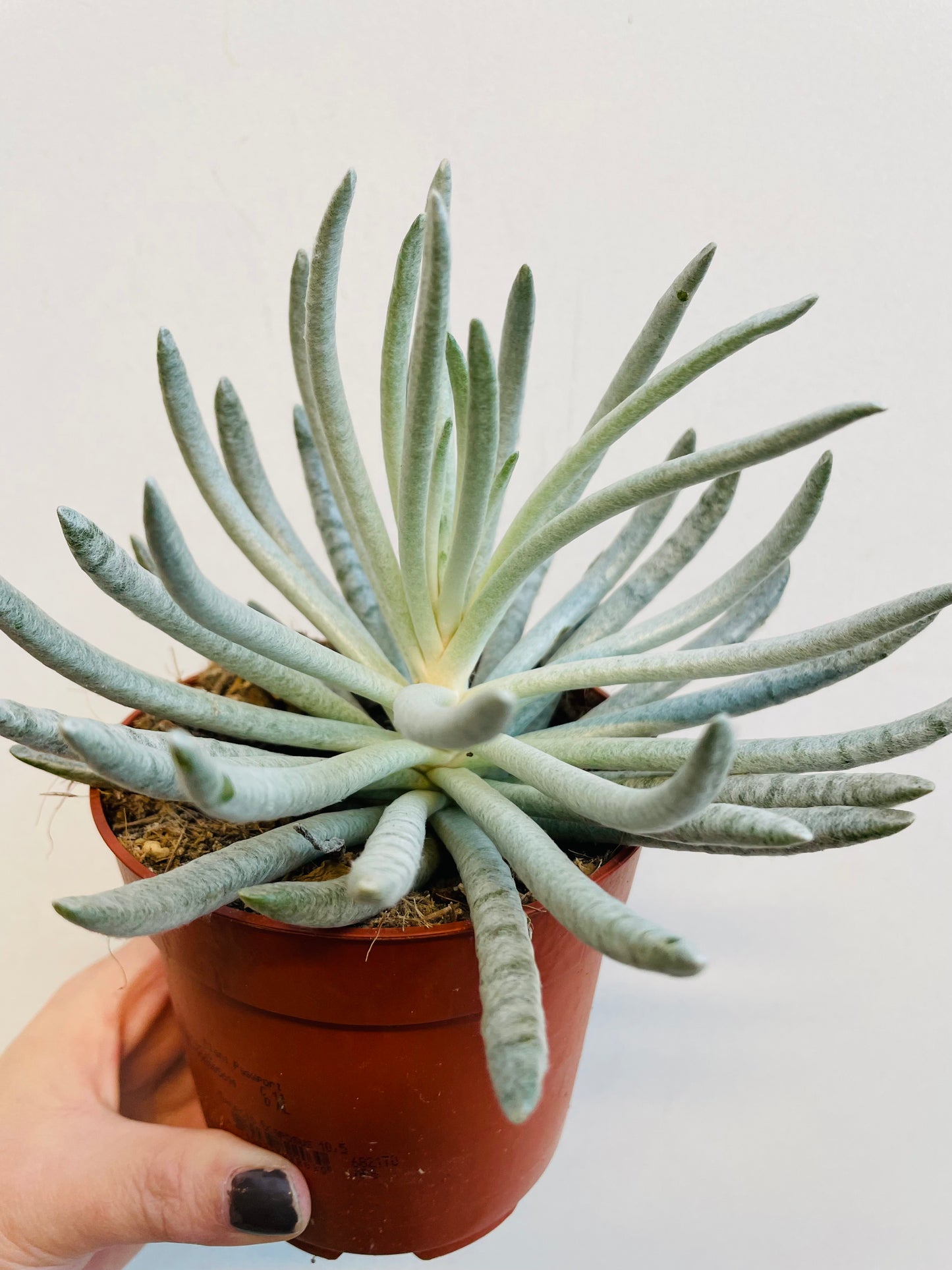 Bilde av Senecio scaposus ‘Silver Coral’-Spanne Plantesalg