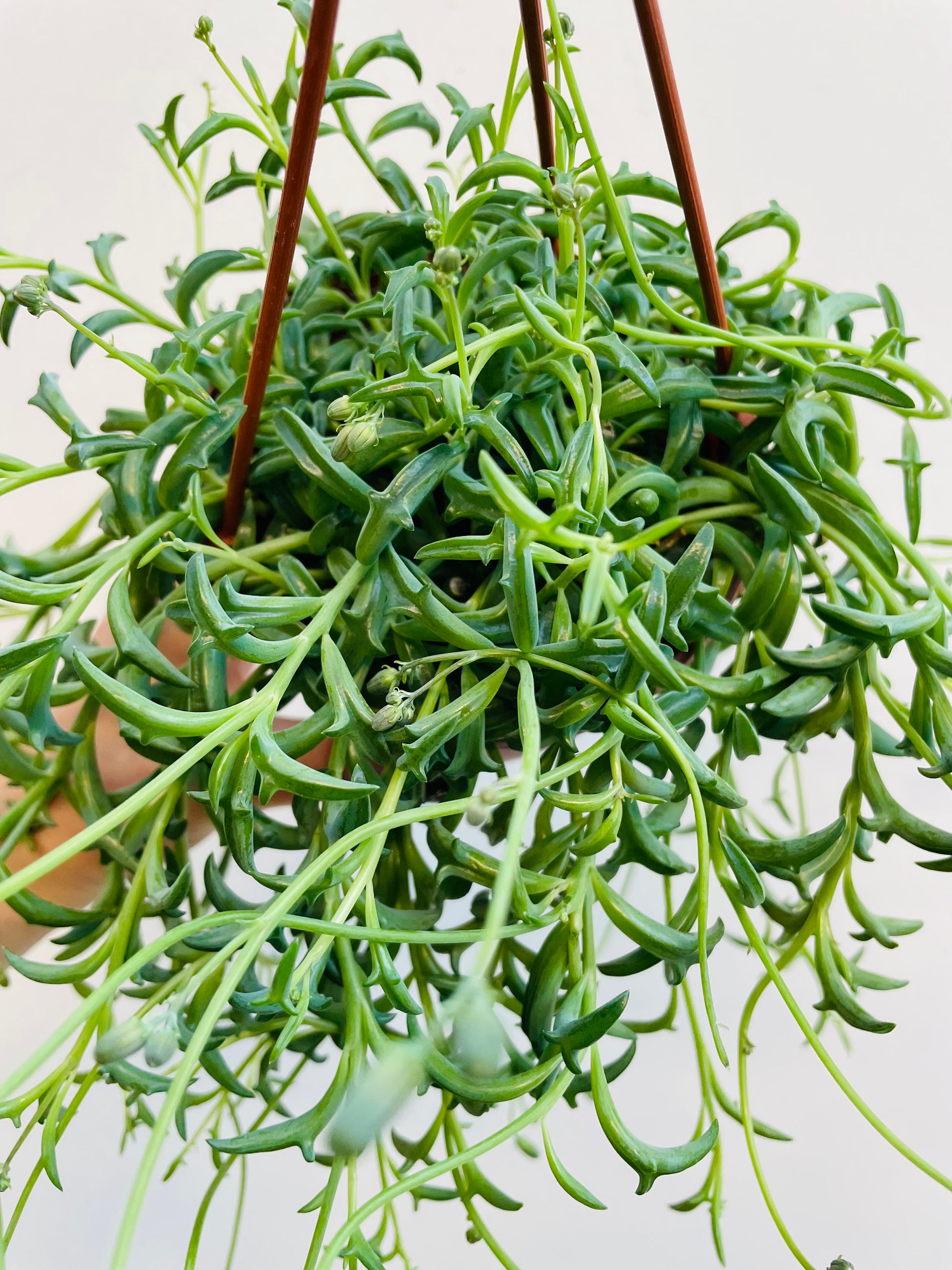 Bilde av Senecio ‘String of Dolphins’-Spanne Plantesalg