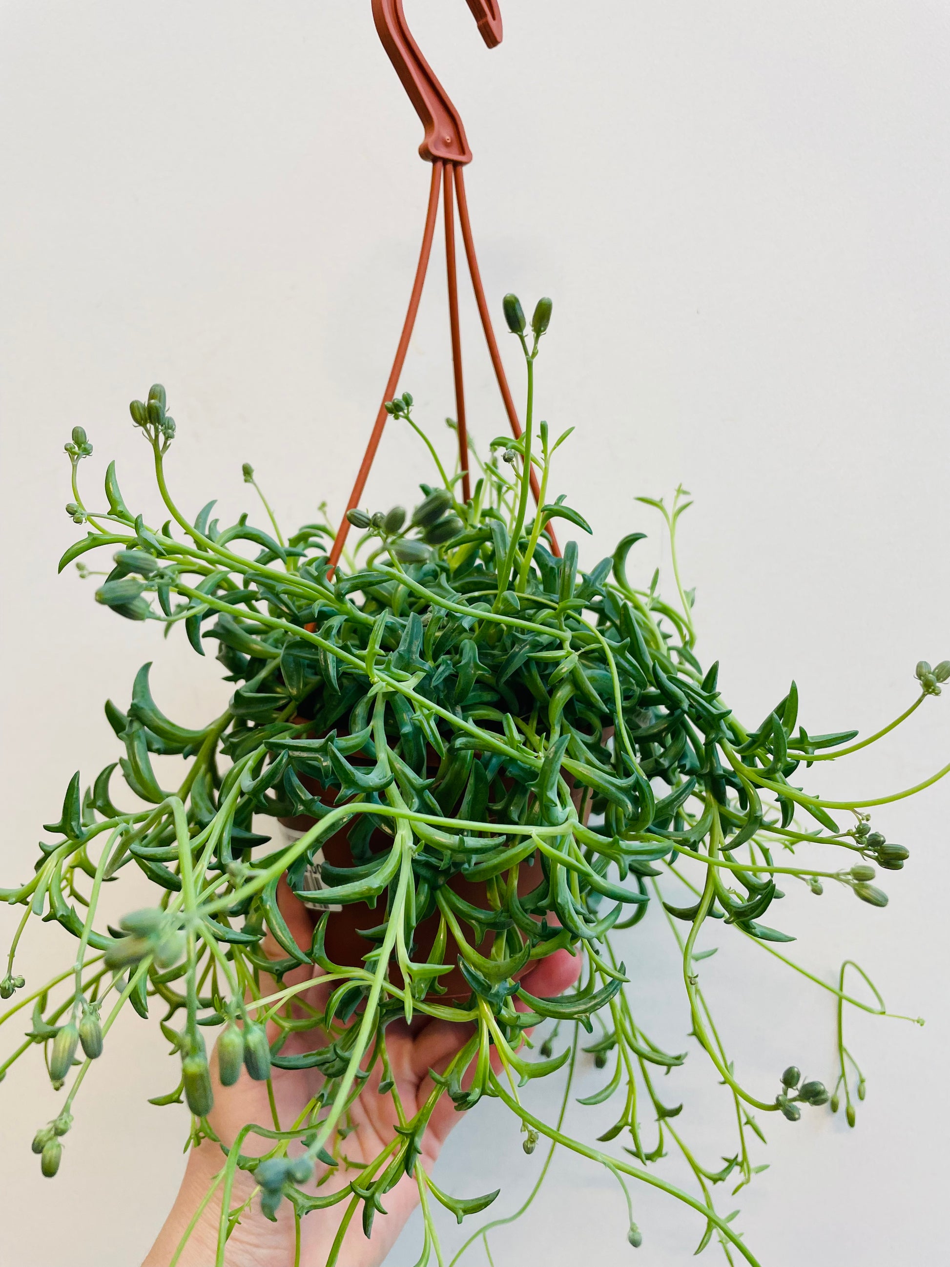 Bilde av Senecio ‘String of Dolphins’-Spanne Plantesalg