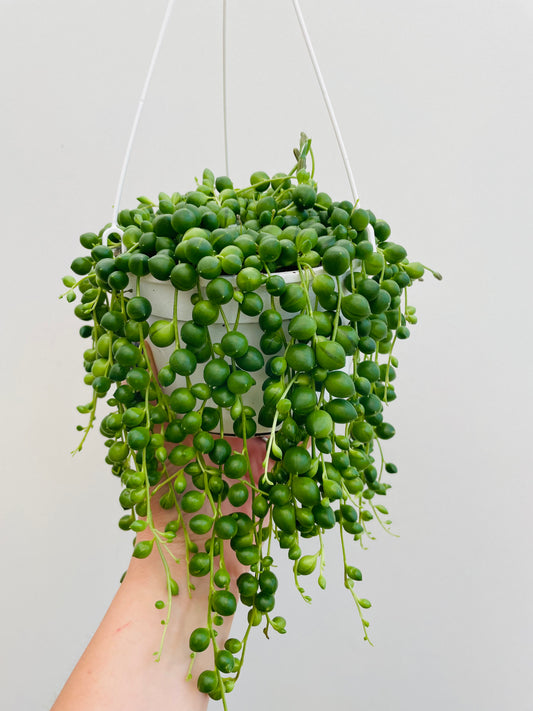 Bilde av Senecio ‘String Of Pearls’ ampel-Spanne Plantesalg