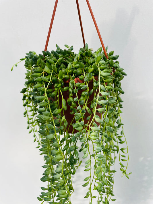 Bilde av Senecio ‘String of Tears’-Spanne Plantesalg