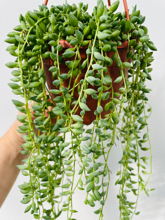 Bilde av Senecio ‘String of Tears’-Spanne Plantesalg