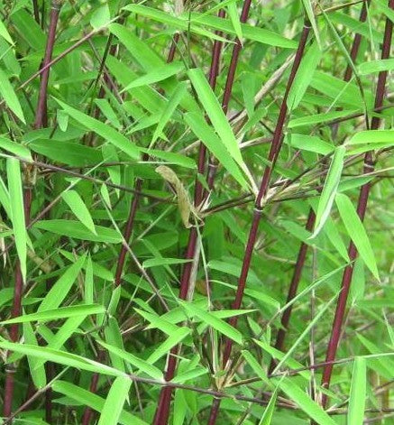 Bilde av Fargesia 'Jiuzhaigou 1'-Spanne Plantesalg