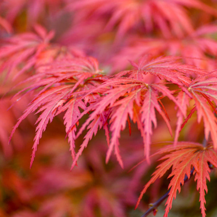 Bilde av Acer palm. 'Seiryu'-Spanne Plantesalg