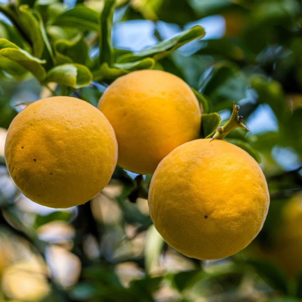 Bilde av Citrus trifoliata-Spanne Plantesalg