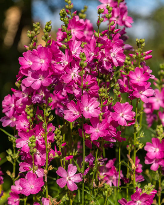 Bilde av Sidalcea 'Candy girl'-Spanne Plantesalg