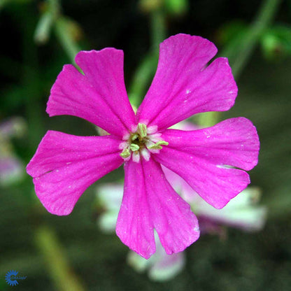 Bilde av Silene schafta 'Splendens'-Spanne Plantesalg