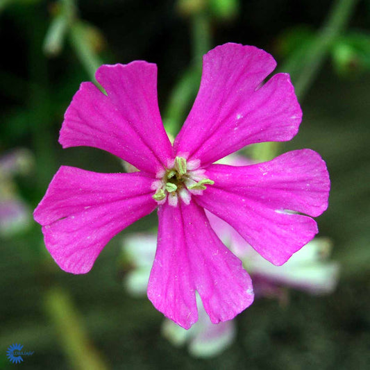 Bilde av Silene schafta 'Splendens'-Spanne Plantesalg