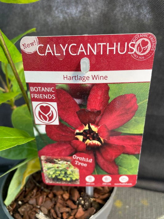 Bilde av Sinocalycanthus raul. 'Hartlage Wine'-Spanne Plantesalg