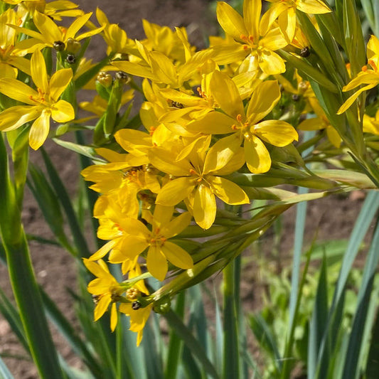 Bilde av Sisyrinchium californicum-Spanne Plantesalg