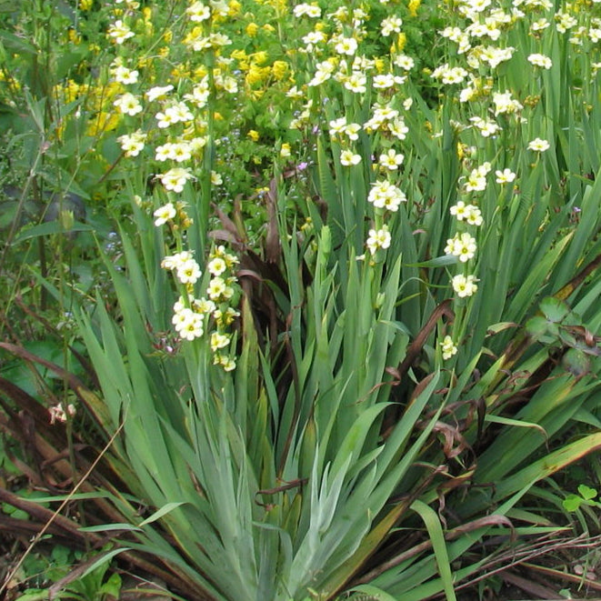 Bilde av Sisyrinchium striatum-Spanne Plantesalg