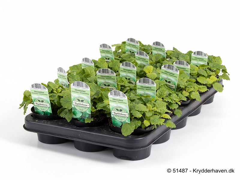 Bilde av SITRONMELISSE-Spanne Plantesalg