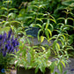Bilde av Lippia citriodora/ Aloysia Triphylla-Spanne Plantesalg