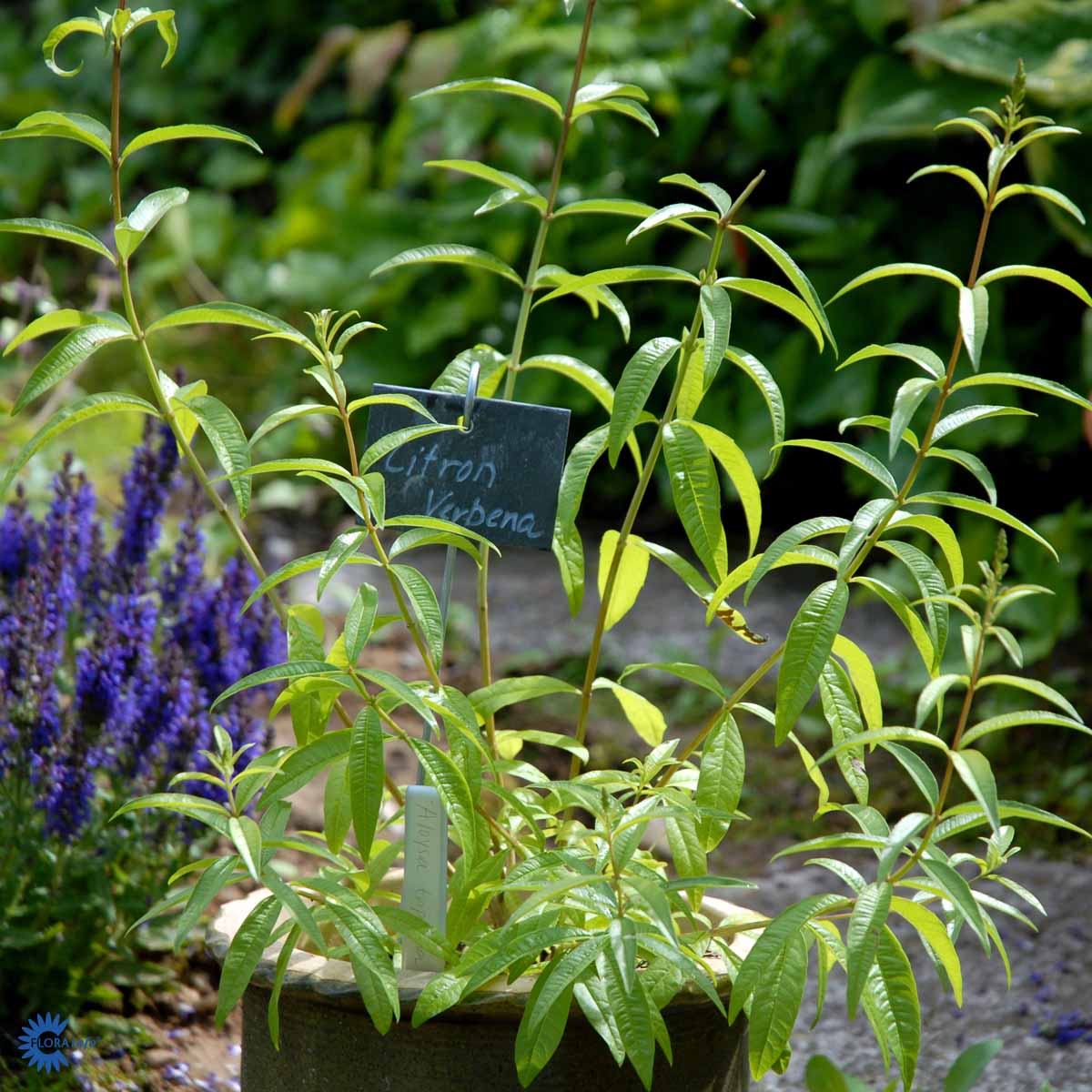 Bilde av Lippia citriodora/ Aloysia Triphylla-Spanne Plantesalg