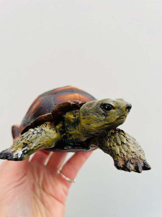 Bilde av Skilpadde S-Spanne Plantesalg