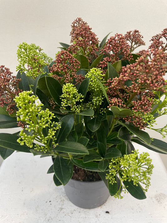 Bilde av Skimmia jap. Double Diamond-Spanne Plantesalg
