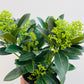 Bilde av Skimmia jap. Finchy-Spanne Plantesalg