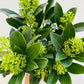 Bilde av Skimmia jap. Finchy-Spanne Plantesalg