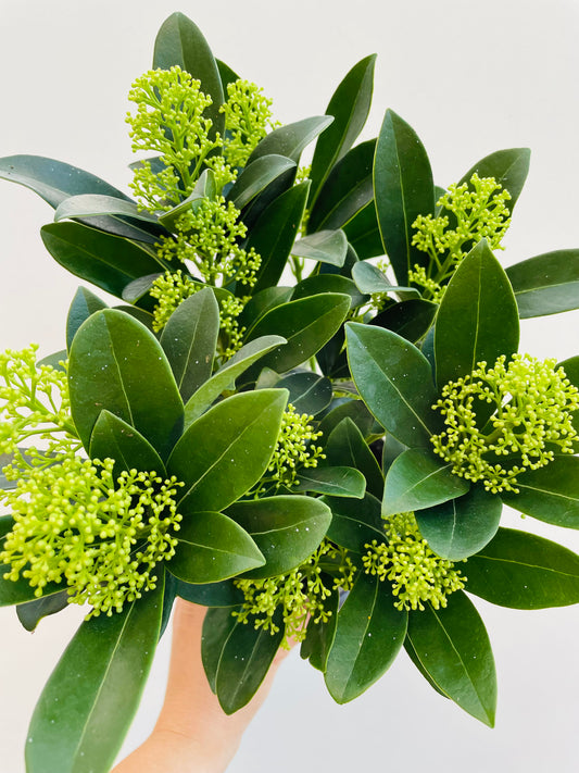 Bilde av Skimmia jap. Finchy-Spanne Plantesalg