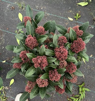 Bilde av SKIMMIA JAP. RUBELLA 12+-Spanne Plantesalg
