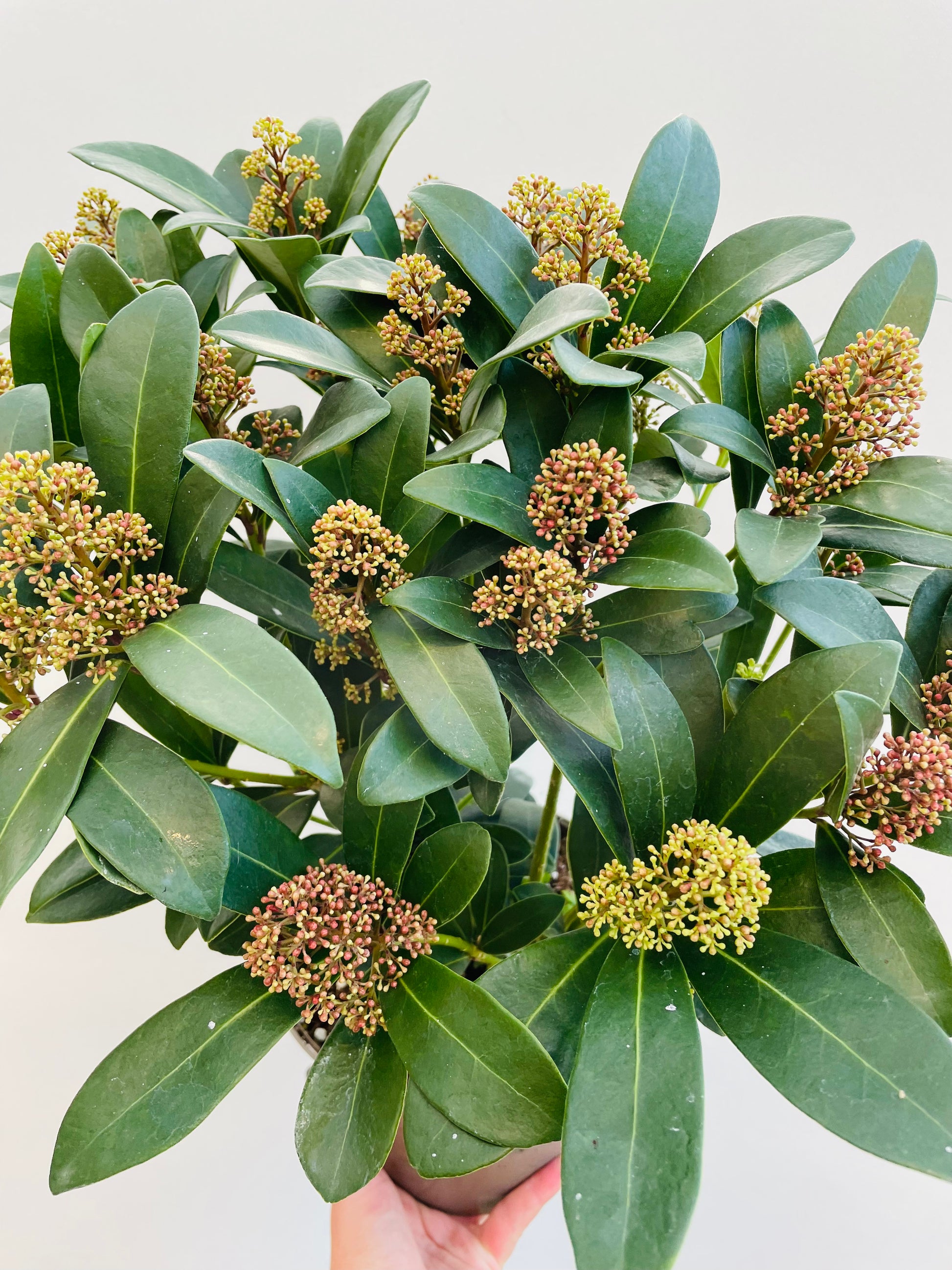 Bilde av Skimmia jap. Rubella-Spanne Plantesalg