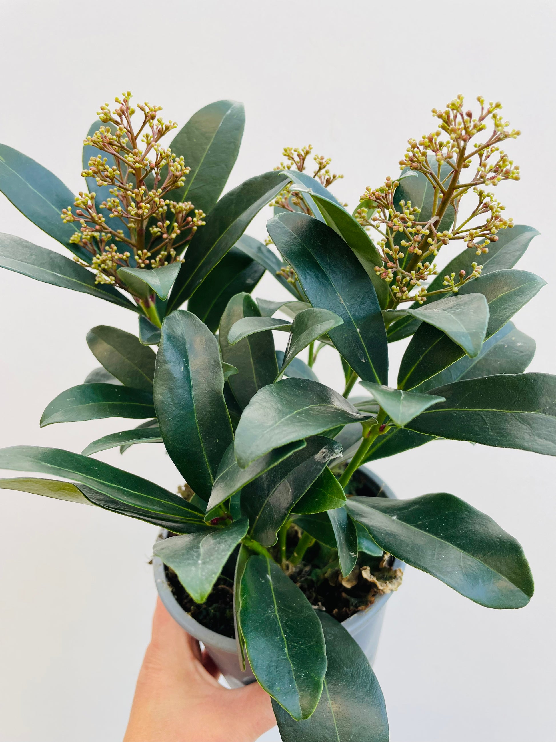 Bilde av Skimmia jap. Rubella-Spanne Plantesalg