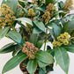 Bilde av Skimmia jap. Rubella-Spanne Plantesalg