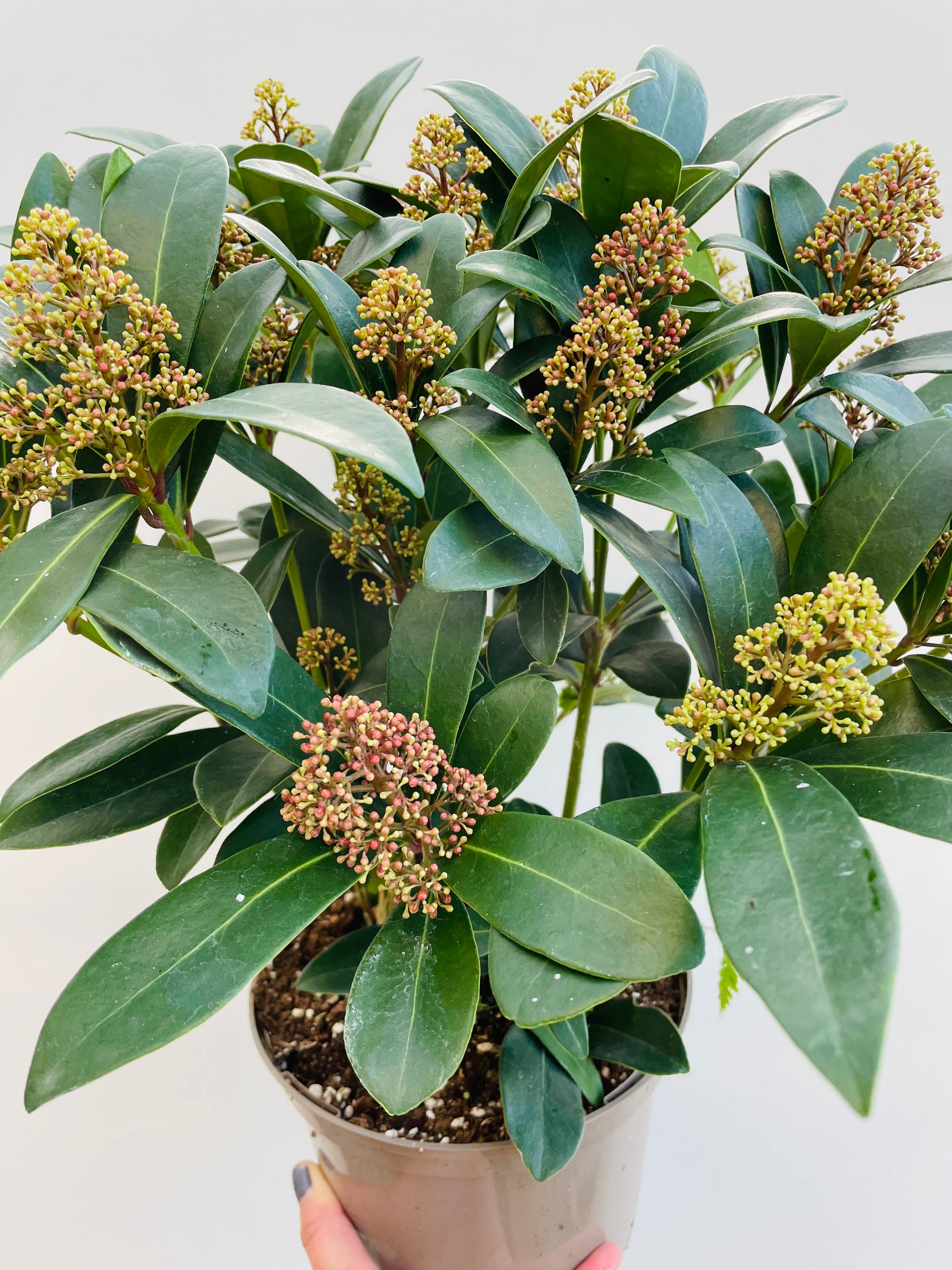 Bilde av Skimmia jap. Rubella-Spanne Plantesalg